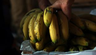 Bele banane: v Slovenijo je nekdo naročil več kot četrt tone kokaina