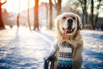 kuža pes zima sneg