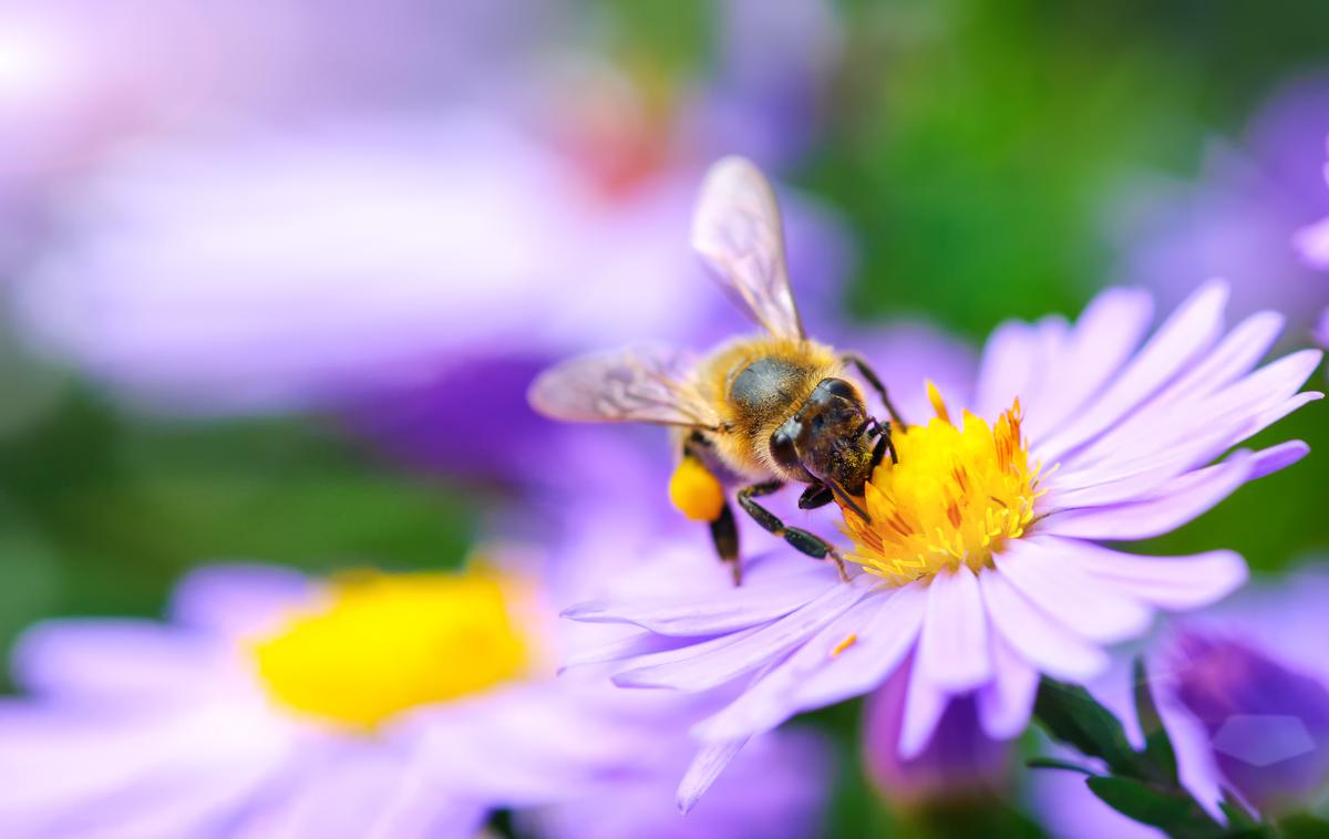 čebele | Od delovanja čebel in opraševalcev je odvisna vsaka tretja žlica hrane.  | Foto Getty Images