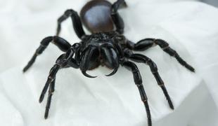 Zgrožena lastnica v bazenu odkrila armado strupenih pajkov