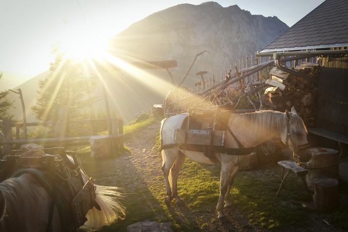 Roblekov dom na Begunjščici oskrbujejo s konji. | Foto: Alenka Teran Košir