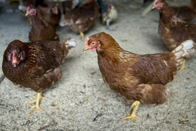 "Prej sem imel štajerske kokoši, ki sem jih vzredil iz piščančkov, a s tem je tako veliko dela, da sem se zdaj preprosto odločil za nakup rjavih," je dejal Žiga. | Foto: Ana Kovač