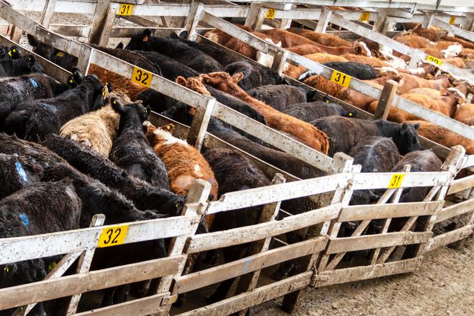 Delavci v klavnici so  poskrbeli celo za odstranjevanje dokazov, da so bile krave sploh bolne. (Fotografija je simbolična.) | Foto: Getty Images
