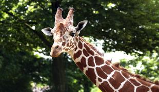 Žalostna novica iz ZOO: poginil je najstarejši žirafji samec Gal