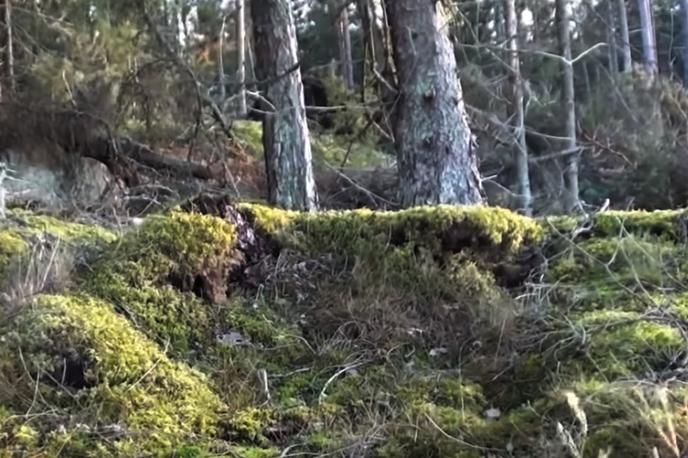 Drevesa | Prizor iz iglastega gozda na Finskem, kjer so se tla premikala tudi za več kot pol metra. Pojav je osupljiv, a tudi potencialno nevaren. | Foto YouTube / Posnetek zaslona