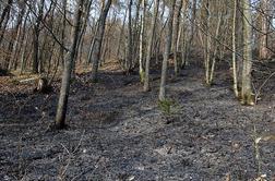 Ob slovensko-italijanski meji obsežen gozdni požar