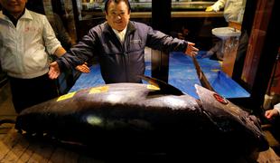 Velikanskega modroplavutega tuna prodali za rekordnih 2,7 milijona evrov