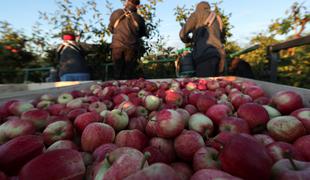 Zaradi brexita zgnilo že za 16 milijonov jabolk
