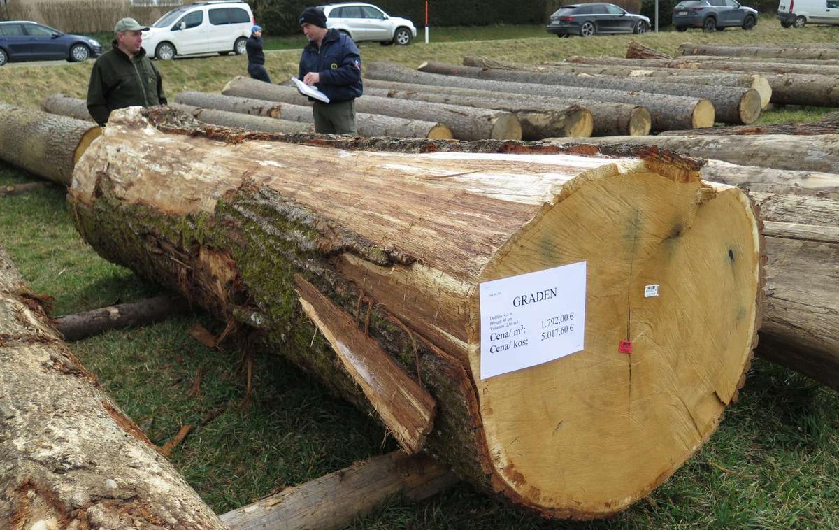 Licitacija lesa v Slovenj Gradcu | Na letošnjo licitacijo je skupno 1.019 lastnikov na Koroško pripeljalo 9.566 hlodov v skupni količini 9.720 kubičnih metrov. | Foto STA