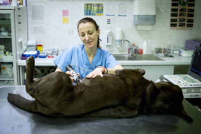 veterinarka Urška Drobnič | Z vidika varovanja okolja je zelo pomembno področje veterinarstva ravnanje z živalskimi stranskimi proizvodi. Neustrezno ravnanje z njimi namreč lahko predstavlja tveganje za okolje in zdravje, tako ljudi kot živali. | Foto Ana Kovač