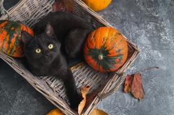 Prihaja noč črnih mačk: ni pomembna barva živali, ampak njen karakter