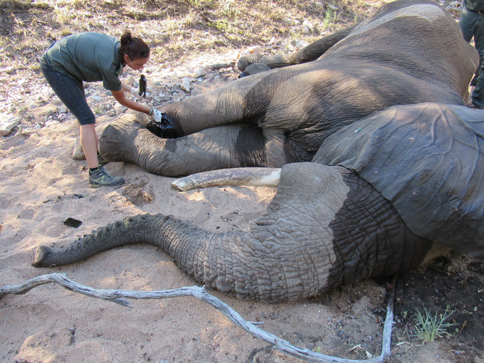 Oskrbovanje rane na slonu, ki ga je zbil vlak. | Foto: 