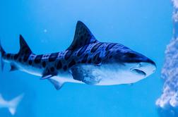 Izumiranje morskih psov kaže na propadanje Sredozemskega morja