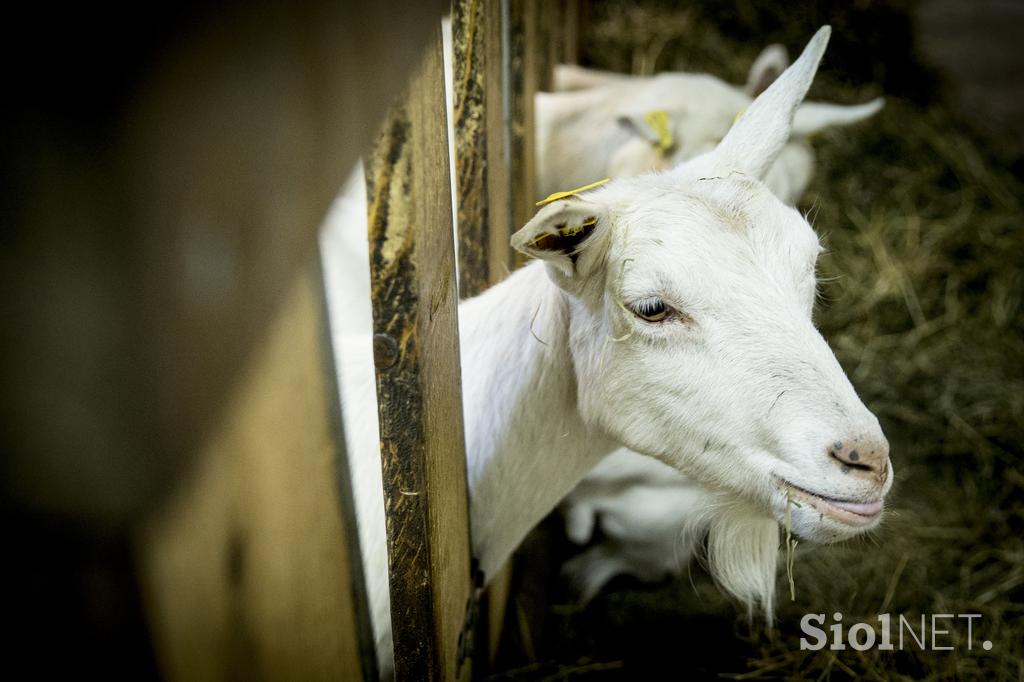 Kmetija pr' Jernej Jože Česen Gradišče koza koze osel kokoš ekološko kozje mleko