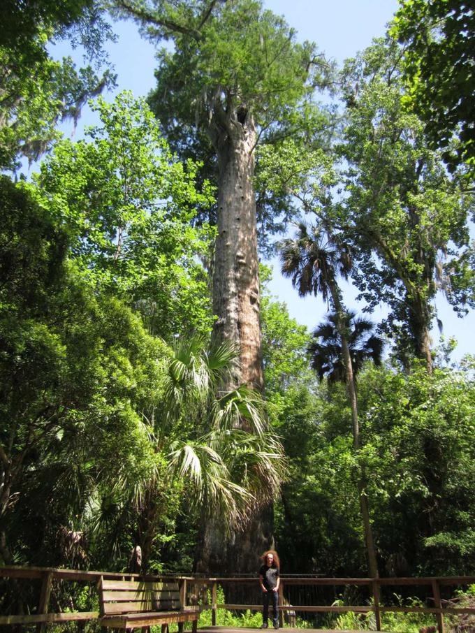 Senator je bilo eno najstarejših dreves v ZDA. | Foto: Thomas Hilmes/Wikimedia Commons