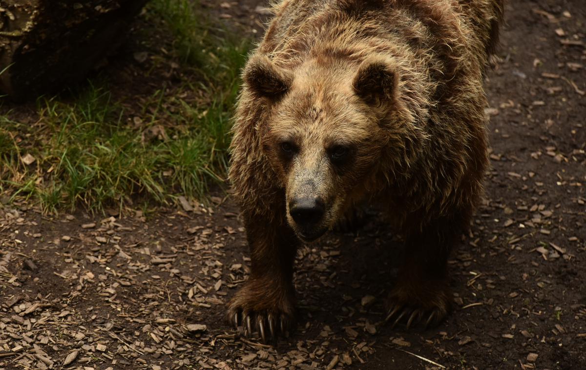 rjavi medved | Odstrel živali je glede na odločitev sodišča v Rimu mogoče le, ko ni druge rešitve, se je pa strinjalo, da mora medvedka JJ4 ostati v ujetništvu. | Foto STA