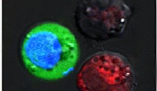 Z večopravilnimi nanomehurčki nad raka