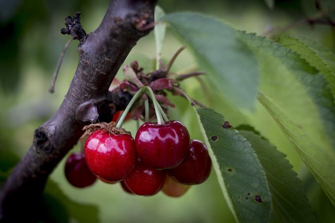 Ob oljkah in trti so na posestvu tudi češnje ... | Foto: Ana Kovač