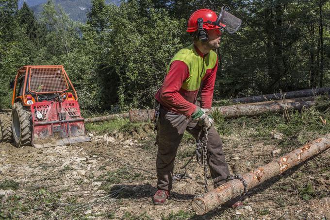 Gozdar med odgovorno nalogo zajezitve in saniranja škode zaradi lubadarja v gorenjskih gozdovih. | Foto: Matej Leskovšek