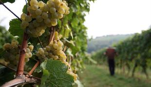 Bogata bera nagrad za slovenske vinarje