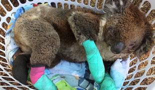 Avstralski požari pospešili izumiranje koal