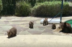 Poglejte, kako se je mama medvedka z mladički osvežila #video