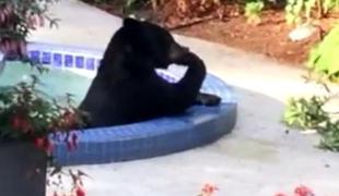 Ko se v tvojem bazenu namaka medved (video)
