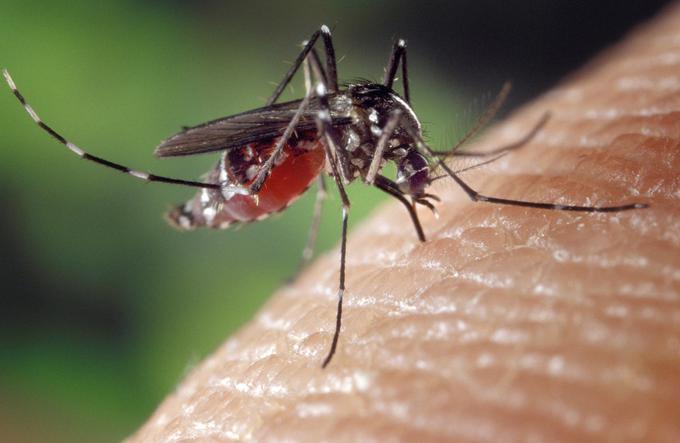 tigrasti komar | Foto: Pixabay