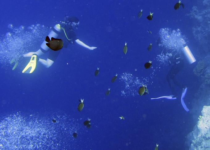 Ko se naučimo uživati in opaziti tudi manjše organizme, najdemo tudi v našem morju zelo pestro podvodno življenje. T | Foto: Reuters