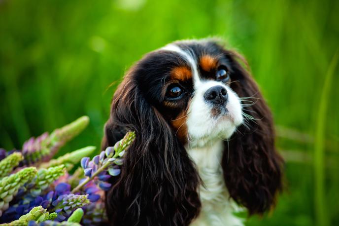 Kavalir kralja Karla, pes, kuža, kužek, psiček, mladič | Kavalirji naša življenja popestrijo s svojo ljubeznivostjo in igrivostjo, da nam z njimi ni nikoli dolgčas. | Foto Shutterstock