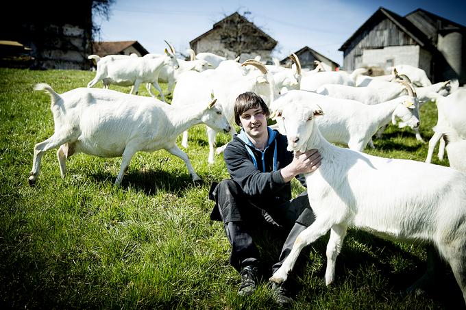 Koze ves čas vztrajno iščejo pozornost in priložnost za čohanje pri gospodarju. | Foto: Ana Kovač