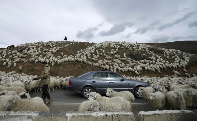 Ovce | Foto: Reuters