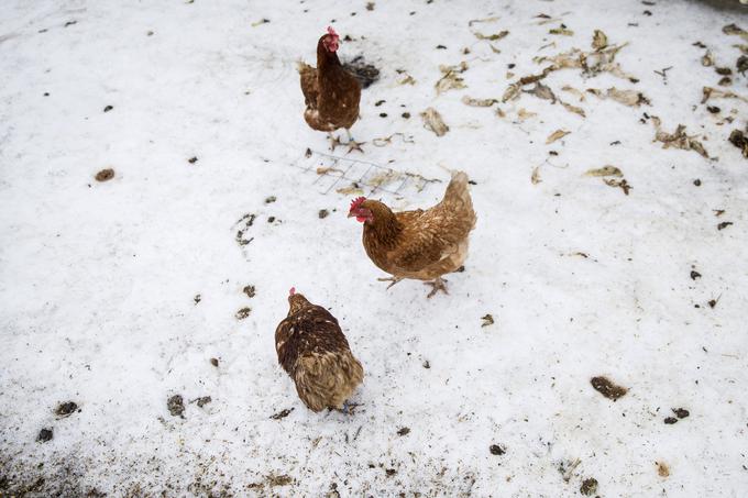 Na kmetiji imajo kokoši in tri krave, želijo pa si race, ovce in raznovrstne živali. | Foto: Ana Kovač