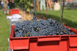 Vinogradnikom za kilogram grozdja ponujajo pet centov #video
