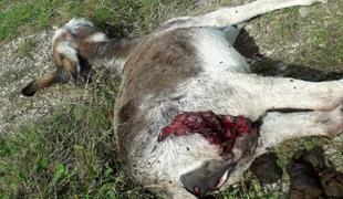 Nov napad: volkovi v Davči pokončali oslico in mladiča #foto