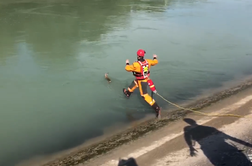 Kako so gasilci iz Drave rešili mesec dni staro srnico #video