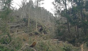 Na delih Koroške poškodovanih tudi do 80 odstotkov dreves #video