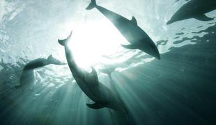 Delfini se med seboj kličejo po "imenu"