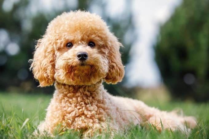 hišni ljubljenčki psi pes kuža | Foto: Shutterstock