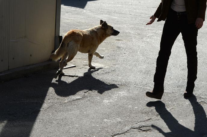 Potepuški pes v Romuniji | Za Bukarešto in druga romunska mesta je značilno veliko število potepuških psov, ki se tudi zbirajo v krdela. Ta tudi napadajo ljudi. Na fotografiji je potepuški pes v enem od romunskih mest. | Foto Guliverimage