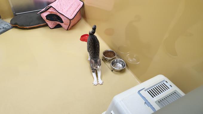 Največje težave v zavetiščih predstavljajo mačke.  | Foto: Metka Prezelj