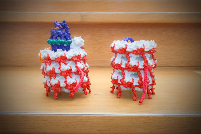 krompir Kemijski | Model strukture krompirjevega virusa Y (levo) in virusa podobnega delca (desno) | Foto Ana Kovač