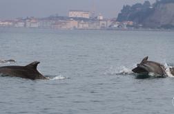 Pri Piranu opazili večjo skupino delfinov #video