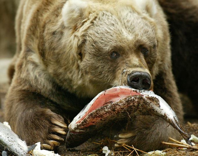 Kodiaq je največja podvrst rjavega medveda in ob severnem medvedu tudi največji medved na svetu. Njegova teža lahko doseže skora 700 kilogramov.

Kodiaq lahko tehta do 650 kilogramov. | Foto: Reuters