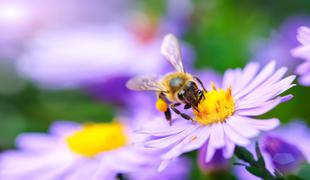 Zakaj se je zgodil množični pomor čebel?