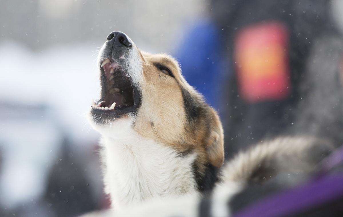 pes lajež | Foto Reuters