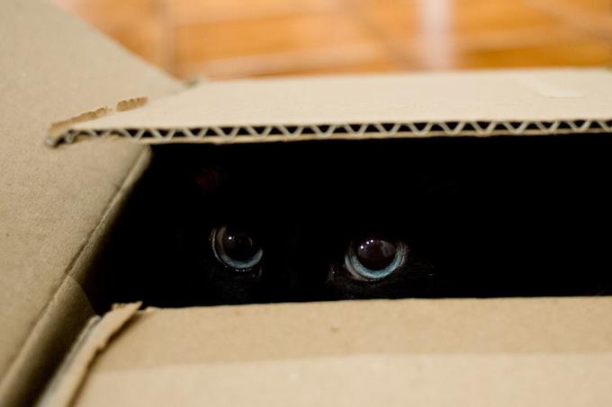 "Mačka se raje skrije v temen, z vseh razen ene strani zaprt prostor, kjer težave izginejo in kjer se jim ni treba ubadati z ničimer," piše Wired. | Foto: Thinkstock