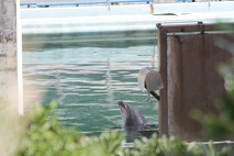 Delfin, Inubosaki