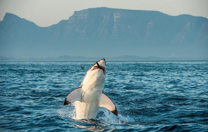 morski pes | Foto: Getty Images