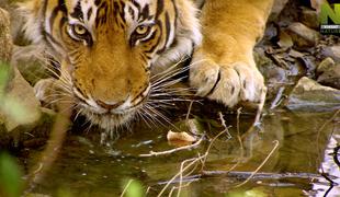 Zgodbi o tigrskem alfa samcu in samici snežnega panterja